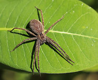 Nursery Web Spider - Pisaurina mira Approximately 4 cm long (including legs). It had a darkish brown stripe down its cephalothorax and abdomen that was lightly lined with white.<br />
<br />
Spotted resting in vegetation in a large meadow.<br />
<br />
https://www.jungledragon.com/image/61561/nursery_web_spider_-_pisaurina_mira.html Geotagged,Pisaurina mira,Spring,United States,nursery web spider,spider