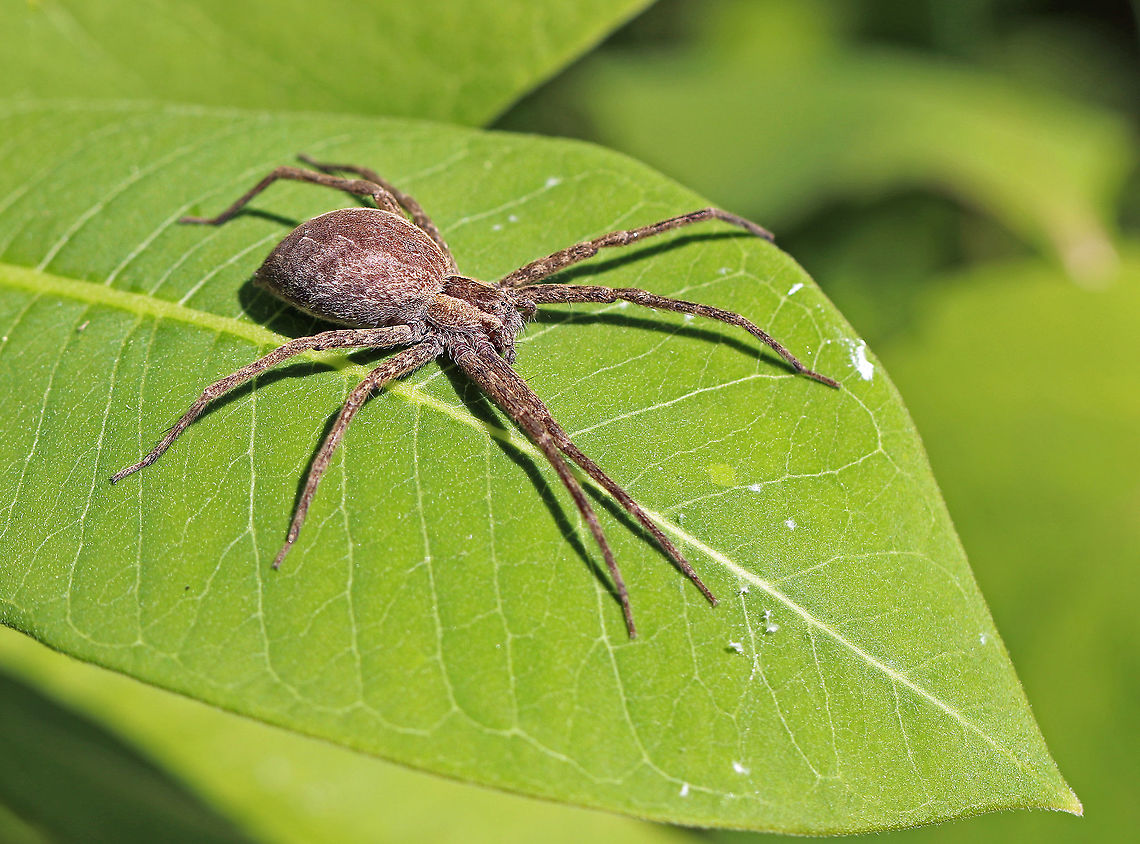 Nursery Web Spider - Pisaurina mira Approximately 4 cm long (including legs). It had a darkish brown stripe down its cephalothorax and abdomen that was lightly lined with white.<br />
<br />
Spotted resting in vegetation in a large meadow.<br />
<br />
<figure class="photo"><a href="https://www.jungledragon.com/image/61560/nursery_web_spider_-_pisaurina_mira.html" title="Nursery Web Spider - Pisaurina mira"><img src="https://s3.amazonaws.com/media.jungledragon.com/images/3232/61560_thumb.jpg?AWSAccessKeyId=05GMT0V3GWVNE7GGM1R2&Expires=1767225610&Signature=TzP1MpR43JHh0fPmuX7pMEFJf3s%3D" width="200" height="166" alt="Nursery Web Spider - Pisaurina mira Approximately 4 cm long (including legs). It had a darkish brown stripe down its cephalothorax and abdomen that was lightly lined with white.<br />
<br />
Spotted resting in vegetation in a large meadow.<br />
<br />
https://www.jungledragon.com/image/61561/nursery_web_spider_-_pisaurina_mira.html Geotagged,Pisaurina mira,Spring,United States,nursery web spider,spider" /></a></figure> Geotagged,Nursery Web Spider,Pisaurina mira,Spring,United States,spider