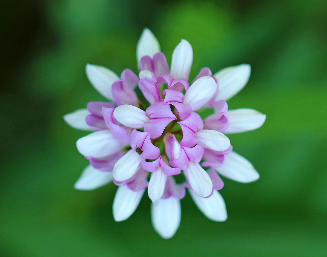 Crown Vetch - Securigera varia Pink and white pea flowers in clusters on the ends of an upward curving stem. Leaves are long, compound, and pinnately divided into leaflets.<br />
<br />
<figure class="photo"><a href="https://www.jungledragon.com/image/61585/crown_vetch_-_securigera_varia.html" title="Crown Vetch - Securigera varia"><img src="https://s3.amazonaws.com/media.jungledragon.com/images/3232/61585_thumb.jpg?AWSAccessKeyId=05GMT0V3GWVNE7GGM1R2&Expires=1759968010&Signature=JTjLSYGLFIgxMMQm5JKt2mxC2YI%3D" width="102" height="152" alt="Crown Vetch - Securigera varia Pink and white pea flowers in clusters on the ends of an upward curving stem. Leaves are long, compound, and pinnately divided into leaflets. <br />
<br />
https://www.jungledragon.com/image/61584/crown_vetch.html<br />
 Crown Vetch,Crown vetch,Geotagged,Securigera varia,Spring,United States,flower,pink,wildflower" /></a></figure> Crown Vetch,Crown vetch,Geotagged,Securigera varia,Spring,United States,flower,pink,wildflower