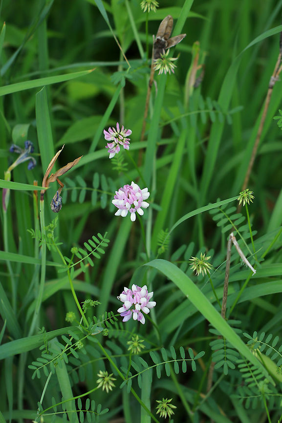 Crown Vetch - Securigera varia Pink and white pea flowers in clusters on the ends of an upward curving stem. Leaves are long, compound, and pinnately divided into leaflets. <br />
<br />
<figure class="photo"><a href="https://www.jungledragon.com/image/61584/crown_vetch_-_securigera_varia.html" title="Crown Vetch - Securigera varia"><img src="https://s3.amazonaws.com/media.jungledragon.com/images/3232/61584_thumb.jpg?AWSAccessKeyId=05GMT0V3GWVNE7GGM1R2&Expires=1759968010&Signature=ydNjOgv2AiQCCTkYC8v4tJoF%2Bu4%3D" width="200" height="158" alt="Crown Vetch - Securigera varia Pink and white pea flowers in clusters on the ends of an upward curving stem. Leaves are long, compound, and pinnately divided into leaflets.<br />
<br />
https://www.jungledragon.com/image/61585/crown_vetch_-_securigera_varia.html Crown Vetch,Crown vetch,Geotagged,Securigera varia,Spring,United States,flower,pink,wildflower" /></a></figure><br />
 Crown Vetch,Crown vetch,Geotagged,Securigera varia,Spring,United States,flower,pink,wildflower