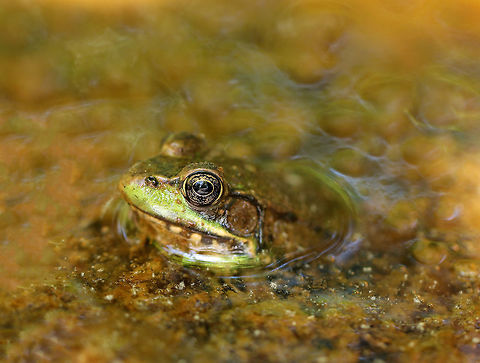 Green Frog - Lithobates clamitans I found this frog, along with others, in a really gross, tiny, vernal pool. The water was nearly orange and the surface covered in scum and pollen.  I felt bad for the frogs, but there isn't much water in the woods right now, so this is probably the best that they could find.  I also saw a bunch of different animal tracks on the edge of the pool and have the impression that the woodland creatures in the area view this spot as a frog buffet, so I doubt these frogs will survive long if they remain in this spot.

If you zoom in on the eye, you will see me and my two kids perched on a log as we watched and photographed these frogs. Geotagged,Green Frog,Green frog,Lithobates clamitans,Spring,United States,frog