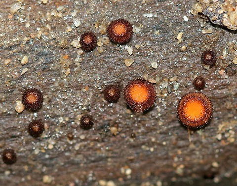 Eyelash Cup - Scutellinia scutellata Tiny, stalkless, orange cup fungi. The largest was almost 2 mm. The outer edges of the fruiting bodies were covered with a fringe of long, dark hairs that resemble eyelashes. 

Growing on a rotting stick near a river. Eyelash Cup,Eyelash cup,Geotagged,Scutellinia,Scutellinia scutellata,Spring,United States,cup fungus,fungi,fungus,mushroom