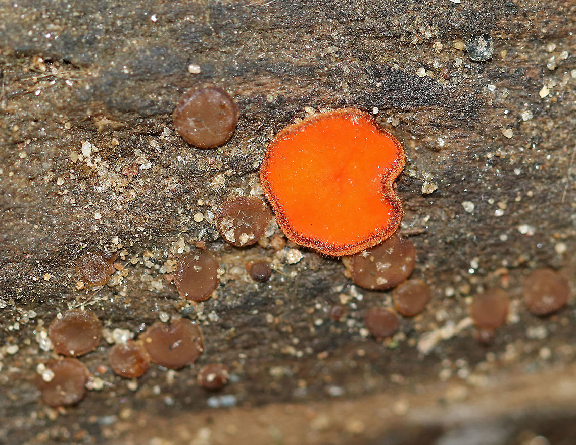 Eyelash Cup - Scutellinia scutellata Tiny, stalkless, orange cup fungi. The largest was almost 5 mm. The outer edges of the fruiting bodies were covered with a fringe of long, dark hairs that resemble eyelashes. <br />
<br />
 Growing on a rotting stick near a river.  Eyelash Cup,Eyelash cup,Geotagged,Scutellinia,Scutellinia scutellata,Spring,United States,cup fungus,fungi,fungus