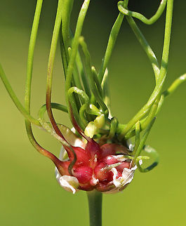 Meadow Garlic -Allium canadense Meadow garlic is native to eastern North America. It is an edible wild onion with a relatively mild flavor. The stem is topped by bulblets with sprouted, green tails. It’s called both an onion and garlic because while it is technically a wild onion, it has a very strong garlic aroma.

Fun fact - when rubbed on the body, it makes a decent insect repellant. 

https://www.jungledragon.com/image/61624/meadow_garlic_-_allium_canadense.html Allium,Allium canadense,Canada onion,Canadian garlic,Geotagged,Spring,United States,meadow garlic,wild garlic,wild onion