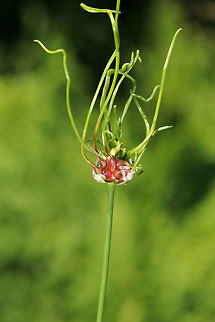 Meadow Garlic - Allium canadense Meadow garlic is native to eastern North America. It is an edible wild onion with a relatively mild flavor. The stem is topped by bulblets with sprouted, green tails. It&rsquo;s called both an onion and garlic because while it is technically a wild onion, it has a very strong garlic aroma.

Fun fact - when rubbed on the body, it makes a decent insect repellant. 

https://www.jungledragon.com/image/61608/meadow_garlic_-allium_canadense.html Allium,Allium canadense,Canada onion,Canadian garlic,Geotagged,Spring,United States,meadow garlic,wild garlic,wild onion