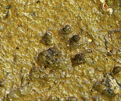 Red Squirrel Track - Tamiasciurus hudsonicus I found a bunch of red squirrel tracks in some incredibly stinky mud on the edge of a small vernal pool that had numerous green frogs in it.  I'm guessing that they are either eating the frogs or drinking the stagnant water. Geotagged,Spring,Tamiasciurus,Tamiasciurus hudsonicus,United States,red squirrel,red squirrel track,signs of wildlife,squirrel,squirrel track