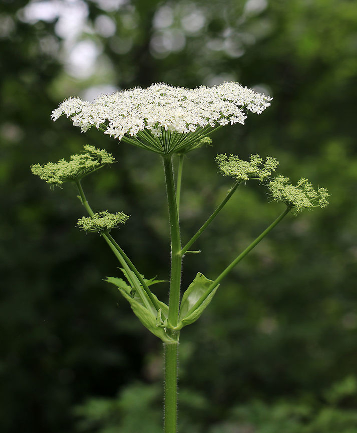 Cow Parsnip - Heracleum maximum Cow parsnip is native to North America.  It is a HUGE plant that grows to be over 2 meters (7 ft) tall.  The flower umbels are 20 cm across and the leaves are up to 40 cm across!  It is often confused with Giant Hogweed (Heracleum mantegazzianum), but cow parsnip is not as toxic.  Cow Parsnip sap contains a phototoxin that reacts with ultraviolet light to cause skin irritation ranging from a mild rash to severe blistering.  It's kind of like an anti-sunscreen.<br />
<br />
 Cow Parsnip,Geotagged,Heracleum,Heracleum maximum,Indian rhubarb,Spring,United States,celery,cow parsnip,pushki