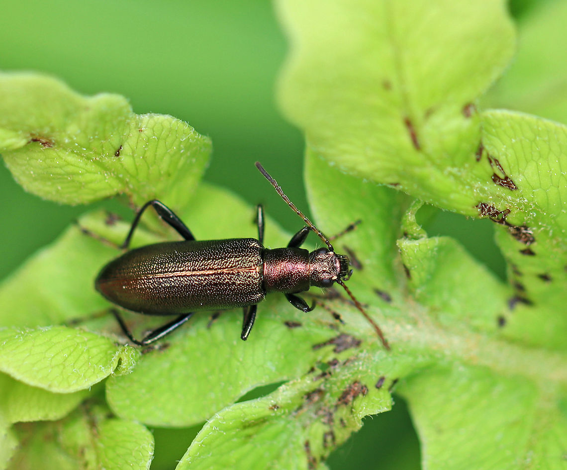 Long Jointed Beetle - Arthromacra aenea Beetle is elongate, slender, and metallic bronze in color. The antennae are reddish brown with the terminal joint a bit darker. Tarsi are pale. The elytra are coarsely punctate. <br />
<br />
I found this beautiful bronze beetle in a rural herb garden. Arthromacra,Arthromacra aenea,Geotagged,Spring,United States,beetle,bronze beetle,long jointed beetle
