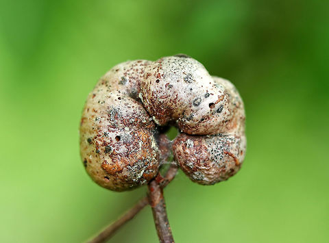 Blueberry Stem Gall - Hemadas nubilipennnis Hard, irregular, lumpy galls on blueberry branches that are caused by a chalcid wasp, Hemadas nubilipennnis.  The galls remain attached for a long time and the numerous, tiny exit holes show that these galls are multi-celled.

I spotted several of these galls on highbush blueberry (Vaccinium corymbosum) in a bog.

https://www.jungledragon.com/image/61632/blueberry_stem_gall_-_hemadas_nubilipennnis.html Blueberry Stem Gall Wasp,Geotagged,Hemadas,Hemadas nubilipennis,Spring,United States,blueberry gall,blueberry stem gall,blueberry stem gall wasp,chalcid wasp gall,pteromalidae