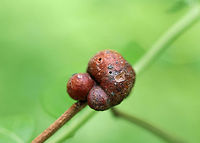 Blueberry Stem Gall - Hemadas nubilipennnis Hard, irregular, lumpy galls on blueberry branches that are caused by a chalcid wasp, Hemadas nubilipennnis. The galls remain attached for a long time and the numerous, tiny exit holes show that these galls are multi-celled.<br />
<br />
 I spotted several of these galls on highbush blueberry (Vaccinium corymbosum) in a bog. <br />
<br />
https://www.jungledragon.com/image/61631/blueberry_stem_gall_-_hemadas_nubilipennnis.html Blueberry Gall,Blueberry Stem Gall,Blueberry Stem Gall Wasp,Geotagged,Hemadas nubilipennis,Spring,United States,chalcid wasp,chalcid wasp gall,gall,gall wasp,hemadas