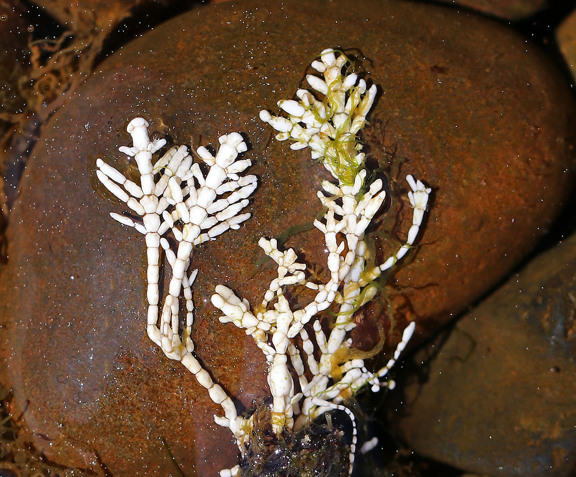 Calcareous Red Seaweed - Corallina officinalis Fan-shaped tufts, whose thalli consist of hard, jointed segments. Spotted in a tide pool along the Maine coast.<br />
<br />
<figure class="photo"><a href="https://www.jungledragon.com/image/61770/calcareous_red_seaweed_-_corallina_officinalis.html" title="Calcareous Red Seaweed - Corallina officinalis"><img src="https://s3.amazonaws.com/media.jungledragon.com/images/3232/61770_thumb.jpg?AWSAccessKeyId=05GMT0V3GWVNE7GGM1R2&Expires=1769040010&Signature=os%2B3qnmpHw32QG1EC5w541s6VdQ%3D" width="120" height="152" alt="Calcareous Red Seaweed - Corallina officinalis Fan-shaped tufts, whose thalli consist of hard, jointed segments. Spotted in a tide pool along the Maine coast. <br />
<br />
https://www.jungledragon.com/image/61771/calcareous_red_seaweed_-_corallina_officinalis.html<br />
https://www.jungledragon.com/image/61769/calcareous_red_seaweed_-_corallina_officinalis.html Calcareous Red Seaweed,Corallina officinalis,Geotagged,Spring,United States,coral weed,seaweed,white seaweed" /></a></figure><br />
<figure class="photo"><a href="https://www.jungledragon.com/image/61771/calcareous_red_seaweed_-_corallina_officinalis.html" title="Calcareous Red Seaweed - Corallina officinalis"><img src="https://s3.amazonaws.com/media.jungledragon.com/images/3232/61771_thumb.jpg?AWSAccessKeyId=05GMT0V3GWVNE7GGM1R2&Expires=1769040010&Signature=cOx8kZzGx0TCgQhgrU3%2FvEQMUgI%3D" width="200" height="148" alt="Calcareous Red Seaweed - Corallina officinalis Fan-shaped tufts, whose thalli consist of hard, jointed segments. Spotted in a tide pool along the Maine coast. <br />
<br />
https://www.jungledragon.com/image/61769/calcareous_red_seaweed_-_corallina_officinalis.html<br />
https://www.jungledragon.com/image/61770/calcareous_red_seaweed_-_corallina_officinalis.html Calcareous Red Seaweed,Corallina officinalis,Geotagged,Spring,United States,coral weed,seaweed,white seaweed" /></a></figure> Corallina,Corallina officinalis,Geotagged,Spring,United States,bleached Corallina officinalis,coral weed,seaweed,white seaweed