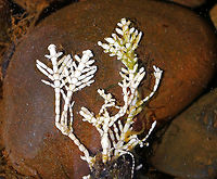 Calcareous Red Seaweed - Corallina officinalis Fan-shaped tufts, whose thalli consist of hard, jointed segments. Spotted in a tide pool along the Maine coast.<br />
<br />
https://www.jungledragon.com/image/61770/calcareous_red_seaweed_-_corallina_officinalis.html<br />
https://www.jungledragon.com/image/61771/calcareous_red_seaweed_-_corallina_officinalis.html Corallina,Corallina officinalis,Geotagged,Spring,United States,bleached Corallina officinalis,coral weed,seaweed,white seaweed