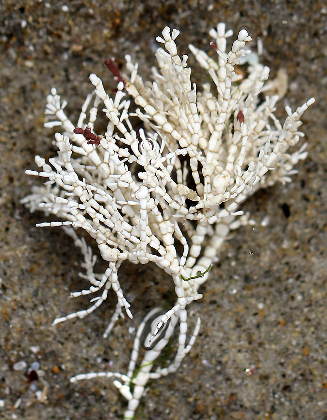 Calcareous Red Seaweed - Corallina officinalis Fan-shaped tufts, whose thalli consist of hard, jointed segments. Spotted in a tide pool along the Maine coast. <br />
<br />
<figure class="photo"><a href="https://www.jungledragon.com/image/61771/calcareous_red_seaweed_-_corallina_officinalis.html" title="Calcareous Red Seaweed - Corallina officinalis"><img src="https://s3.amazonaws.com/media.jungledragon.com/images/3232/61771_thumb.jpg?AWSAccessKeyId=05GMT0V3GWVNE7GGM1R2&Expires=1759968010&Signature=wsDI7geZB7eQCP0JJ6Lw4zLVDro%3D" width="200" height="148" alt="Calcareous Red Seaweed - Corallina officinalis Fan-shaped tufts, whose thalli consist of hard, jointed segments. Spotted in a tide pool along the Maine coast. <br />
<br />
https://www.jungledragon.com/image/61769/calcareous_red_seaweed_-_corallina_officinalis.html<br />
https://www.jungledragon.com/image/61770/calcareous_red_seaweed_-_corallina_officinalis.html Calcareous Red Seaweed,Corallina officinalis,Geotagged,Spring,United States,coral weed,seaweed,white seaweed" /></a></figure><br />
<figure class="photo"><a href="https://www.jungledragon.com/image/61769/calcareous_red_seaweed_-_corallina_officinalis.html" title="Calcareous Red Seaweed - Corallina officinalis"><img src="https://s3.amazonaws.com/media.jungledragon.com/images/3232/61769_thumb.jpg?AWSAccessKeyId=05GMT0V3GWVNE7GGM1R2&Expires=1759968010&Signature=YZ2hgDoAT9%2FbD%2BC1ImQzpc7MTk0%3D" width="200" height="166" alt="Calcareous Red Seaweed - Corallina officinalis Fan-shaped tufts, whose thalli consist of hard, jointed segments. Spotted in a tide pool along the Maine coast.<br />
<br />
https://www.jungledragon.com/image/61770/calcareous_red_seaweed_-_corallina_officinalis.html<br />
https://www.jungledragon.com/image/61771/calcareous_red_seaweed_-_corallina_officinalis.html Corallina,Corallina officinalis,Geotagged,Spring,United States,bleached Corallina officinalis,coral weed,seaweed,white seaweed" /></a></figure> Calcareous Red Seaweed,Corallina officinalis,Geotagged,Spring,United States,coral weed,seaweed,white seaweed