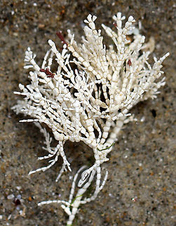 Calcareous Red Seaweed - Corallina officinalis Fan-shaped tufts, whose thalli consist of hard, jointed segments. Spotted in a tide pool along the Maine coast. 

https://www.jungledragon.com/image/61771/calcareous_red_seaweed_-_corallina_officinalis.html
https://www.jungledragon.com/image/61769/calcareous_red_seaweed_-_corallina_officinalis.html Calcareous Red Seaweed,Corallina officinalis,Geotagged,Spring,United States,coral weed,seaweed,white seaweed