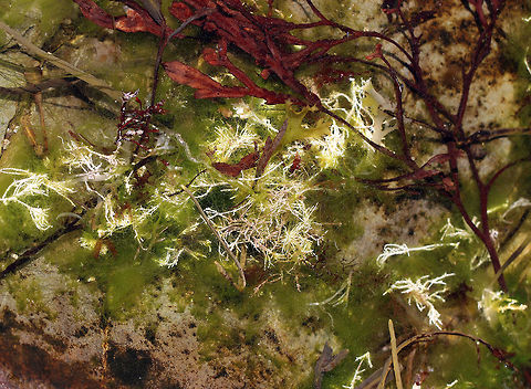 Calcareous Red Seaweed - Corallina officinalis Fan-shaped tufts, whose thalli consist of hard, jointed segments. Spotted in a tide pool along the Maine coast. 

https://www.jungledragon.com/image/61769/calcareous_red_seaweed_-_corallina_officinalis.html
https://www.jungledragon.com/image/61770/calcareous_red_seaweed_-_corallina_officinalis.html Calcareous Red Seaweed,Corallina officinalis,Geotagged,Spring,United States,coral weed,seaweed,white seaweed