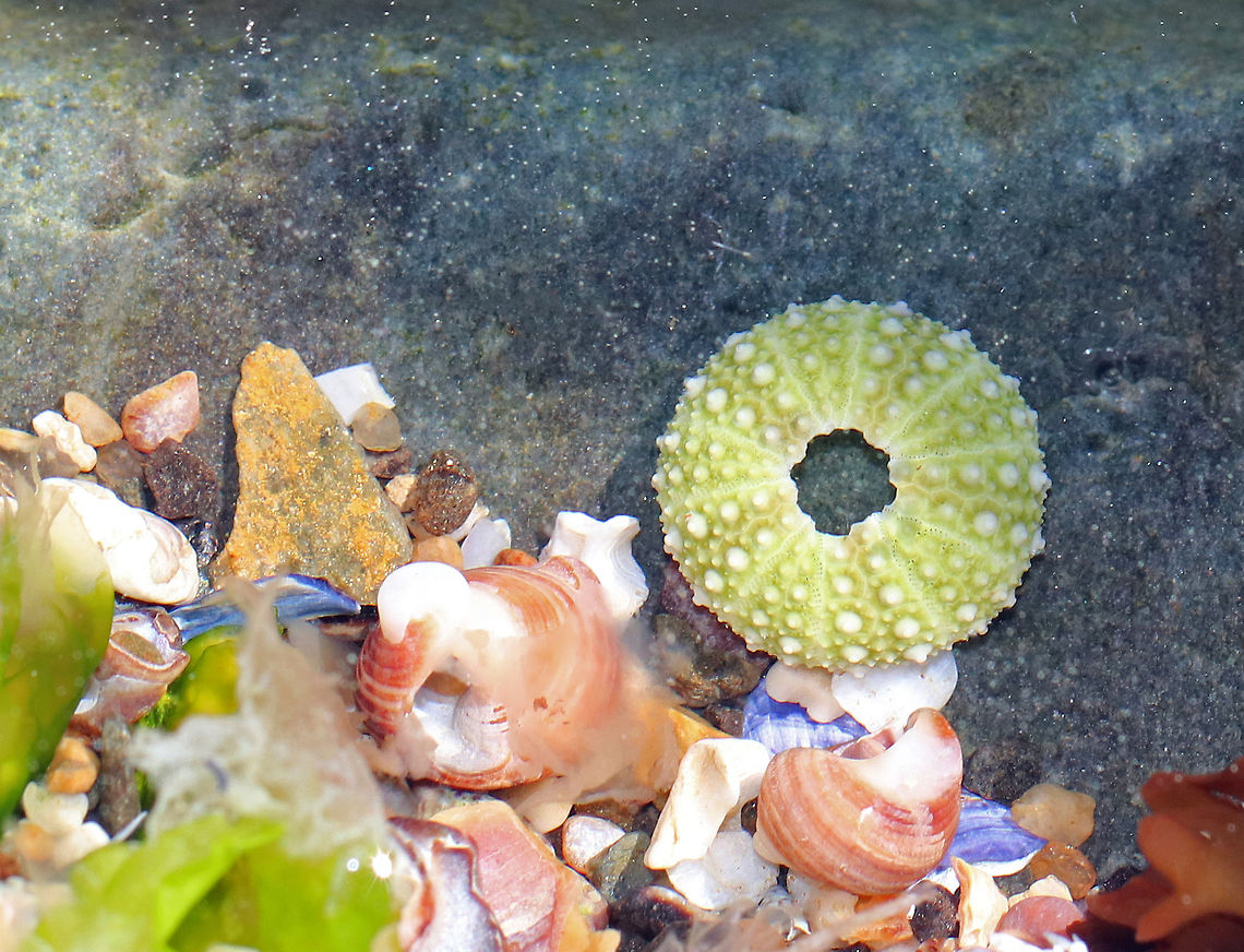 Green Sea Urchin - Strongylocentrotus droebachiensis I found a few green sea urchins in this tiny rock pool - all were eaten and were accompanied by empty snail shells.  The sea urchin shells were tiny - only about 1 cm diameter.<br />
<br />
<figure class="photo"><a href="https://www.jungledragon.com/image/61773/green_sea_urchin_-_strongylocentrotus_droebachiensis.html" title="Green Sea Urchin - Strongylocentrotus droebachiensis"><img src="https://s3.amazonaws.com/media.jungledragon.com/images/3232/61773_thumb.jpg?AWSAccessKeyId=05GMT0V3GWVNE7GGM1R2&Expires=1759968010&Signature=3s3Y9CuaJgYJWr85karnn5Y8Pkc%3D" width="200" height="134" alt="Green Sea Urchin - Strongylocentrotus droebachiensis I found a few green sea urchins in this tiny rock pool - all were eaten and were accompanied by empty snail shells. The sea urchin shells were tiny - only about 1 cm diameter. <br />
<br />
https://www.jungledragon.com/image/61772/green_sea_urchin_-_strongylocentrotus_droebachiensis.html Geotagged,Green Sea Urchin,Green sea urchin,Spring,Strongylocentrotus droebachiensis,United States,sea urchin,strongylocentrotus" /></a></figure> Geotagged,Green Sea Urchin,Green sea urchin,Sea Urchin,Spring,Strongylocentrotus,Strongylocentrotus droebachiensis,United States