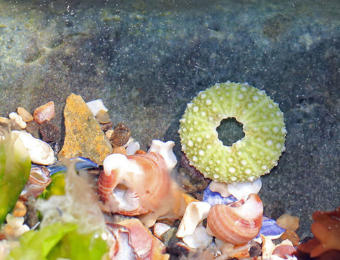 Green sea urchin