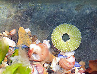 Green Sea Urchin - Strongylocentrotus droebachiensis I found a few green sea urchins in this tiny rock pool - all were eaten and were accompanied by empty snail shells. The sea urchin shells were tiny - only about 1 cm diameter.<br />
<br />
https://www.jungledragon.com/image/61773/green_sea_urchin_-_strongylocentrotus_droebachiensis.html Geotagged,Green Sea Urchin,Green sea urchin,Sea Urchin,Spring,Strongylocentrotus,Strongylocentrotus droebachiensis,United States