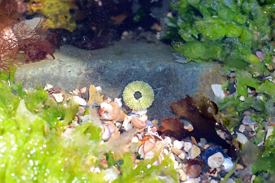 Green Sea Urchin - Strongylocentrotus droebachiensis I found a few green sea urchins in this tiny rock pool - all were eaten and were accompanied by empty snail shells. The sea urchin shells were tiny - only about 1 cm diameter. <br />
<br />
<figure class="photo"><a href="https://www.jungledragon.com/image/61772/green_sea_urchin_-_strongylocentrotus_droebachiensis.html" title="Green Sea Urchin - Strongylocentrotus droebachiensis"><img src="https://s3.amazonaws.com/media.jungledragon.com/images/3232/61772_thumb.jpg?AWSAccessKeyId=05GMT0V3GWVNE7GGM1R2&Expires=1767225610&Signature=qj%2B3Tya%2BHX5XQ1MyprrscuZJeWo%3D" width="200" height="154" alt="Green Sea Urchin - Strongylocentrotus droebachiensis I found a few green sea urchins in this tiny rock pool - all were eaten and were accompanied by empty snail shells.  The sea urchin shells were tiny - only about 1 cm diameter.<br />
<br />
https://www.jungledragon.com/image/61773/green_sea_urchin_-_strongylocentrotus_droebachiensis.html Geotagged,Green Sea Urchin,Green sea urchin,Sea Urchin,Spring,Strongylocentrotus,Strongylocentrotus droebachiensis,United States" /></a></figure> Geotagged,Green Sea Urchin,Green sea urchin,Spring,Strongylocentrotus droebachiensis,United States,sea urchin,strongylocentrotus