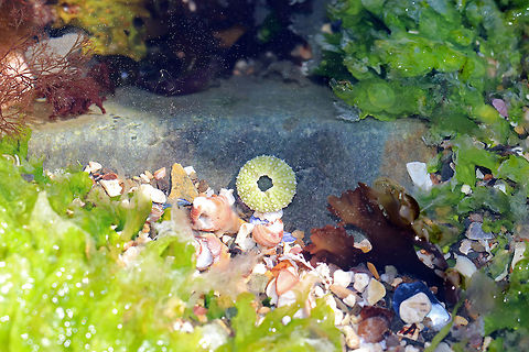 Green Sea Urchin - Strongylocentrotus droebachiensis I found a few green sea urchins in this tiny rock pool - all were eaten and were accompanied by empty snail shells. The sea urchin shells were tiny - only about 1 cm diameter. 

https://www.jungledragon.com/image/61772/green_sea_urchin_-_strongylocentrotus_droebachiensis.html Geotagged,Green Sea Urchin,Green sea urchin,Spring,Strongylocentrotus droebachiensis,United States,sea urchin,strongylocentrotus