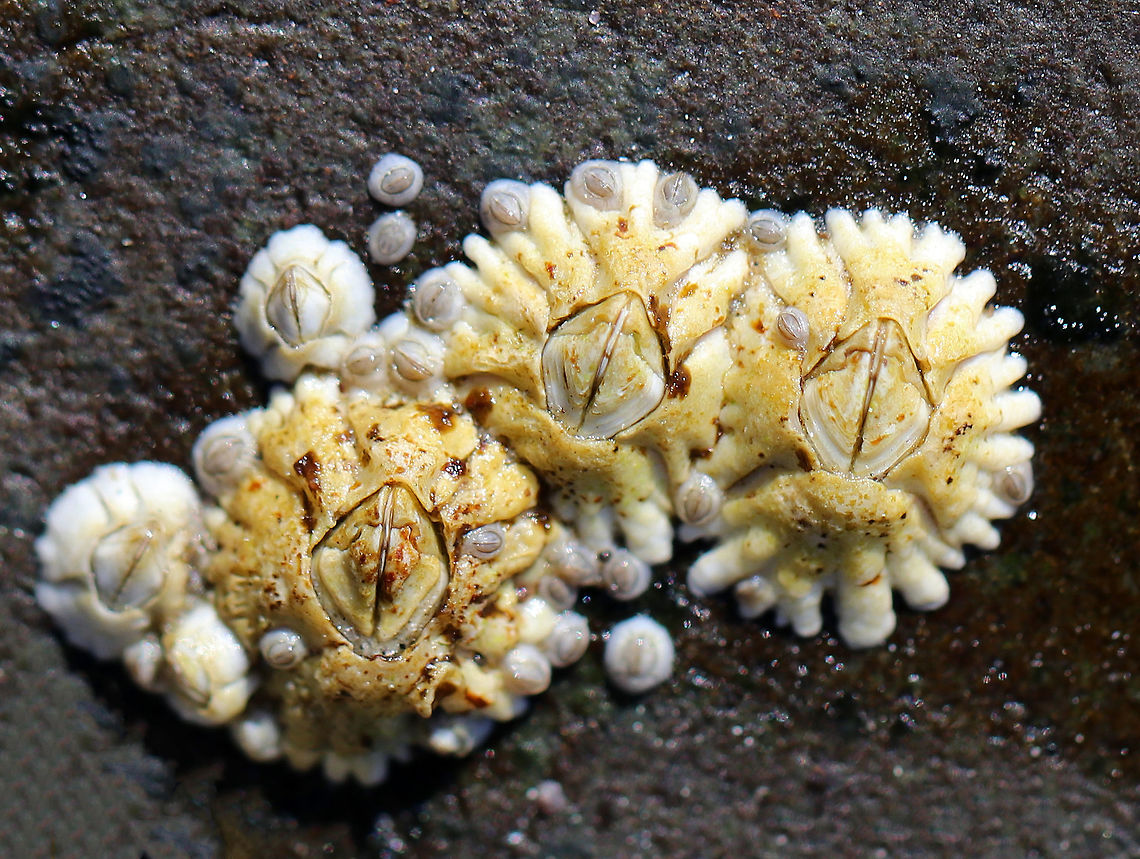 Northern Rock Barnacle - Semibalanus balanoides Common, intertidal barnacles that resemble volcanoes.  They have a membranous base and the outer shell consists of white, overlapping, shell-like plates that grow with the animal.  Geotagged,Northern Rock Barnacle,Semibalanus,Semibalanus balanoides,Spring,United States,acorn barnacle,barnacle