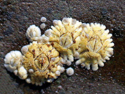 Northern Rock Barnacle - Semibalanus balanoides Common, intertidal barnacles that resemble volcanoes.  They have a membranous base and the outer shell consists of white, overlapping, shell-like plates that grow with the animal.  Geotagged,Northern Rock Barnacle,Semibalanus,Semibalanus balanoides,Spring,United States,acorn barnacle,barnacle