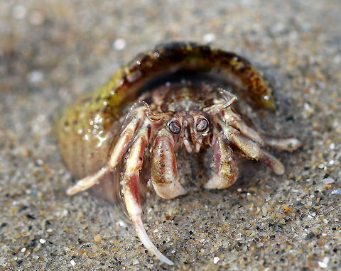 Hermit Crab - Pagurus acadianus The subtidal zone was full of hermit crabs during low tide.  This one had wide major claws and reddish stripes.  I suspect that it is Pagurus acadianus, but am in the process of confirming this ID.
Here are a few videos that I took of these crabs...sorry for the poor videographer skills!
https://vimeo.com/275905238
https://vimeo.com/275905495
https://vimeo.com/275904529
 Geotagged,Pagurus acadianus,Spring,United States,crab,hermit crab,pagurus,pagurus acadianus