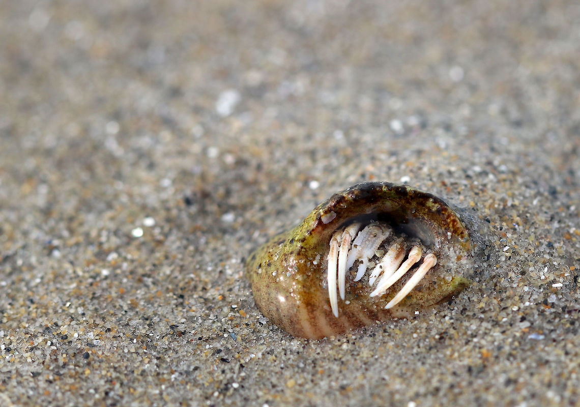 Hermit Crab - Pagurus acadianus The subtidal zone was full of hermit crabs during low tide. This one had wide major claws and reddish stripes. I suspect that it is Pagurus acadianus, but am in the process of confirming this ID.<br />
<br />
 Here are a few videos that I took of these crabs...sorry for the poor videographer skills!<br />
<br />
<section class="video"><iframe width="448" height="252" src="https://player.vimeo.com/video/275905238?title=0&byline=0&portrait=0" frameborder="0"></iframe></section><br />
<section class="video"><iframe width="448" height="252" src="https://player.vimeo.com/video/275905495?title=0&byline=0&portrait=0" frameborder="0"></iframe></section><br />
<section class="video"><iframe width="448" height="252" src="https://player.vimeo.com/video/275904529?title=0&byline=0&portrait=0" frameborder="0"></iframe></section><br />
<br />
 Geotagged,Hermit Crab,Pagurus acadianus,Spring,United States,crab,pagurus,pagurus acadianus