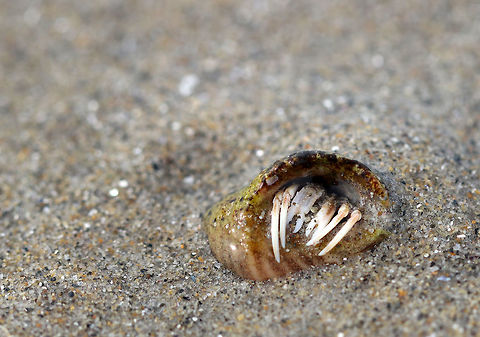 Hermit Crab - Pagurus acadianus The subtidal zone was full of hermit crabs during low tide. This one had wide major claws and reddish stripes. I suspect that it is Pagurus acadianus, but am in the process of confirming this ID.

 Here are a few videos that I took of these crabs...sorry for the poor videographer skills!

https://vimeo.com/275905238
https://vimeo.com/275905495
https://vimeo.com/275904529

 Geotagged,Hermit Crab,Pagurus acadianus,Spring,United States,crab,pagurus,pagurus acadianus