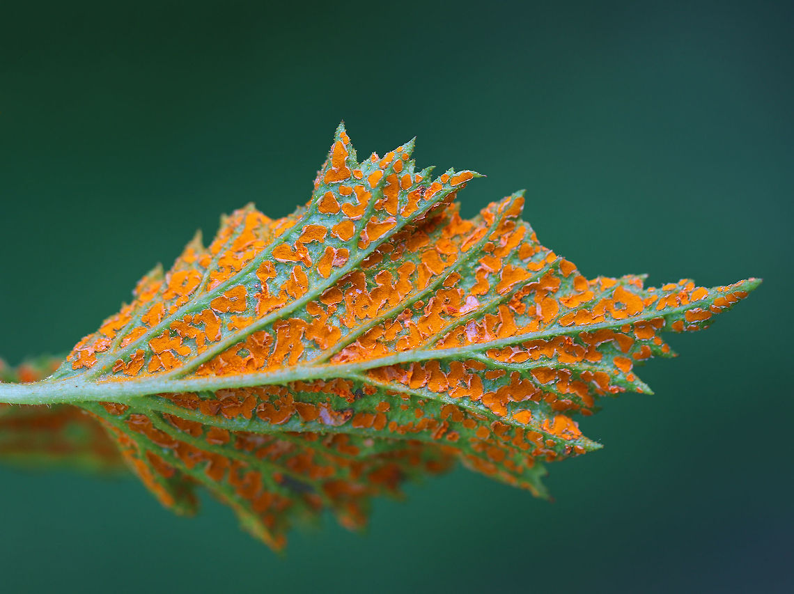 Orange Blackberry Rust - Gymnoconia nitens Orange blackberry rust is a plant pathogen that grows on the leaves of various berries. <br />
<br />
Spotted in a meadow bordering a coniferous forest.<br />
<figure class="photo"><a href="https://www.jungledragon.com/image/61804/orange_blackberry_rust_-_gymnoconia_nitens.html" title="Orange Blackberry Rust - Gymnoconia nitens"><img src="https://s3.amazonaws.com/media.jungledragon.com/images/3232/61804_thumb.jpg?AWSAccessKeyId=05GMT0V3GWVNE7GGM1R2&Expires=1763596810&Signature=lHyQBwqv9QhR77MP2%2BAj7x2L1JQ%3D" width="200" height="144" alt="Orange Blackberry Rust - Gymnoconia nitens Orange blackberry rust is a plant pathogen that grows on the leaves of various berries. <br />
<br />
 Spotted in a meadow bordering a coniferous forest.<br />
<br />
https://www.jungledragon.com/image/61803/orange_blackberry_rust_-_gymnoconia_nitens.html Geotagged,Gymnoconia nitens,Orange Blackberry Rust,Spring,United States,blackberry rust,fungus,gymnoconia,rust" /></a></figure> Geotagged,Gymnoconia nitens,Spring,United States,blackberry rust,fungus,gymnoconia,orange blackberry rust,rust