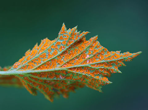 Orange Blackberry Rust - Gymnoconia nitens Orange blackberry rust is a plant pathogen that grows on the leaves of various berries. 

Spotted in a meadow bordering a coniferous forest.
https://www.jungledragon.com/image/61804/orange_blackberry_rust_-_gymnoconia_nitens.html Geotagged,Gymnoconia nitens,Spring,United States,blackberry rust,fungus,gymnoconia,orange blackberry rust,rust
