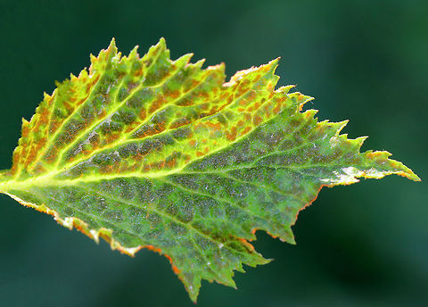 Orange Blackberry Rust - Gymnoconia nitens Orange blackberry rust is a plant pathogen that grows on the leaves of various berries. 

 Spotted in a meadow bordering a coniferous forest.

https://www.jungledragon.com/image/61803/orange_blackberry_rust_-_gymnoconia_nitens.html Geotagged,Gymnoconia nitens,Orange Blackberry Rust,Spring,United States,blackberry rust,fungus,gymnoconia,rust