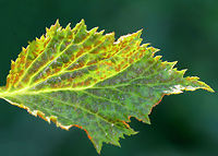 Orange Blackberry Rust - Gymnoconia nitens Orange blackberry rust is a plant pathogen that grows on the leaves of various berries. <br />
<br />
Spotted in a meadow bordering a coniferous forest.<br />
<br />
https://www.jungledragon.com/image/61803/orange_blackberry_rust_-_gymnoconia_nitens.html Geotagged,Gymnoconia nitens,Orange Blackberry Rust,Spring,United States,blackberry rust,fungus,gymnoconia,rust