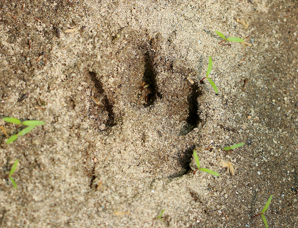 Coyote Track - Canis latrans I spotted coyote tracks coming up out of a river.  The pads were washed away in most of the tracks, but I was able to determine that these are canine tracks. The spot was too remote and unusual for the tracks to be made by a domestic dog, so I've identified them as coyote.<br />
<br />
The tracks were approximately 8 cm long and 5 cm wide.<br />
<br />
<figure class="photo"><a href="https://www.jungledragon.com/image/61806/coyote_track_-_canis_latrans.html" title="Coyote Track - Canis latrans"><img src="https://s3.amazonaws.com/media.jungledragon.com/images/3232/61806_thumb.JPG?AWSAccessKeyId=05GMT0V3GWVNE7GGM1R2&Expires=1769040010&Signature=JlMC%2FRHv55Lzs6t7nQX84qoDGss%3D" width="200" height="148" alt="Coyote Track - Canis latrans I spotted coyote tracks coming up out of a river. The pads were washed away in most of the tracks, but I was able to determine that these are canine tracks. The spot was too remote and unusual for the tracks to be made by a domestic dog, so I've identified them as coyote.  <br />
<br />
The tracks were approximately 8 cm long and 5 cm wide.<br />
<br />
https://www.jungledragon.com/image/61805/coyote_track_-_canis_latrans.html Canis latrans,Coyote,Geotagged,Spring,United States,canis,coyote track,signs of wildlife,track" /></a></figure> Canis latrans,Coyote,Geotagged,Spring,United States,canis,coyote,coyote track,signs of wildlife,track