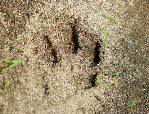 Coyote Track - Canis latrans I spotted coyote tracks coming up out of a river.  The pads were washed away in most of the tracks, but I was able to determine that these are canine tracks. The spot was too remote and unusual for the tracks to be made by a domestic dog, so I've identified them as coyote.
The tracks were approximately 8 cm long and 5 cm wide.
https://www.jungledragon.com/image/61806/coyote_track_-_canis_latrans.html Canis latrans,Coyote,Geotagged,Spring,United States,canis,coyote,coyote track,signs of wildlife,track