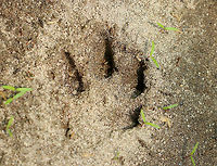 Coyote Track - Canis latrans I spotted coyote tracks coming up out of a river.  The pads were washed away in most of the tracks, but I was able to determine that these are canine tracks. The spot was too remote and unusual for the tracks to be made by a domestic dog, so I've identified them as coyote.<br />
<br />
The tracks were approximately 8 cm long and 5 cm wide.<br />
<br />
https://www.jungledragon.com/image/61806/coyote_track_-_canis_latrans.html Canis latrans,Coyote,Geotagged,Spring,United States,canis,coyote,coyote track,signs of wildlife,track