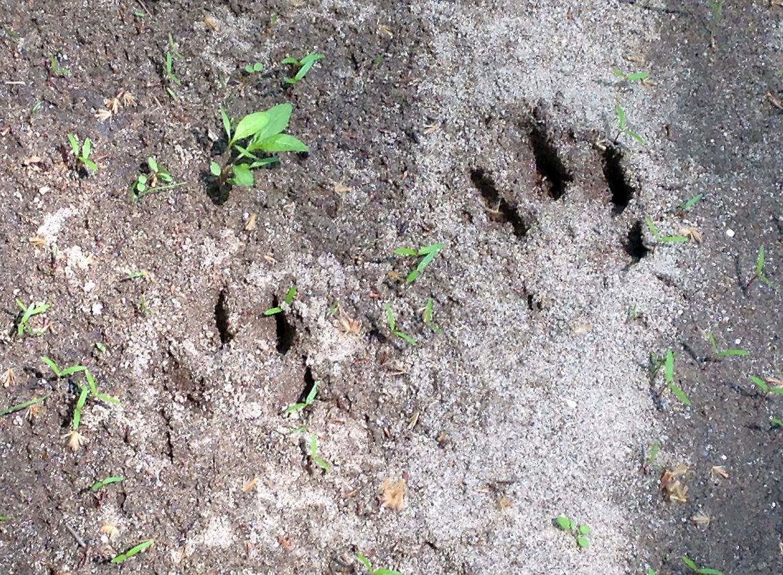 Coyote Track - Canis latrans I spotted coyote tracks coming up out of a river. The pads were washed away in most of the tracks, but I was able to determine that these are canine tracks. The spot was too remote and unusual for the tracks to be made by a domestic dog, so I&#039;ve identified them as coyote.  <br />
<br />
The tracks were approximately 8 cm long and 5 cm wide.<br />
<br />
<figure class="photo"><a href="https://www.jungledragon.com/image/61805/coyote_track_-_canis_latrans.html" title="Coyote Track - Canis latrans"><img src="https://s3.amazonaws.com/media.jungledragon.com/images/3232/61805_thumb.jpg?AWSAccessKeyId=05GMT0V3GWVNE7GGM1R2&Expires=1763596810&Signature=kLp3ma1wbyxEHcMGIh4MEK%2FKS4Q%3D" width="200" height="154" alt="Coyote Track - Canis latrans I spotted coyote tracks coming up out of a river.  The pads were washed away in most of the tracks, but I was able to determine that these are canine tracks. The spot was too remote and unusual for the tracks to be made by a domestic dog, so I&#039;ve identified them as coyote.<br />
<br />
The tracks were approximately 8 cm long and 5 cm wide.<br />
<br />
https://www.jungledragon.com/image/61806/coyote_track_-_canis_latrans.html Canis latrans,Coyote,Geotagged,Spring,United States,canis,coyote,coyote track,signs of wildlife,track" /></a></figure> Canis latrans,Coyote,Geotagged,Spring,United States,canis,coyote track,signs of wildlife,track