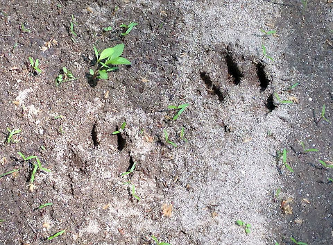 Coyote Track - Canis latrans I spotted coyote tracks coming up out of a river. The pads were washed away in most of the tracks, but I was able to determine that these are canine tracks. The spot was too remote and unusual for the tracks to be made by a domestic dog, so I've identified them as coyote.  

The tracks were approximately 8 cm long and 5 cm wide.

https://www.jungledragon.com/image/61805/coyote_track_-_canis_latrans.html Canis latrans,Coyote,Geotagged,Spring,United States,canis,coyote track,signs of wildlife,track