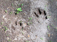 Coyote Track - Canis latrans I spotted coyote tracks coming up out of a river. The pads were washed away in most of the tracks, but I was able to determine that these are canine tracks. The spot was too remote and unusual for the tracks to be made by a domestic dog, so I've identified them as coyote.  <br />
<br />
The tracks were approximately 8 cm long and 5 cm wide.<br />
<br />
https://www.jungledragon.com/image/61805/coyote_track_-_canis_latrans.html Canis latrans,Coyote,Geotagged,Spring,United States,canis,coyote track,signs of wildlife,track