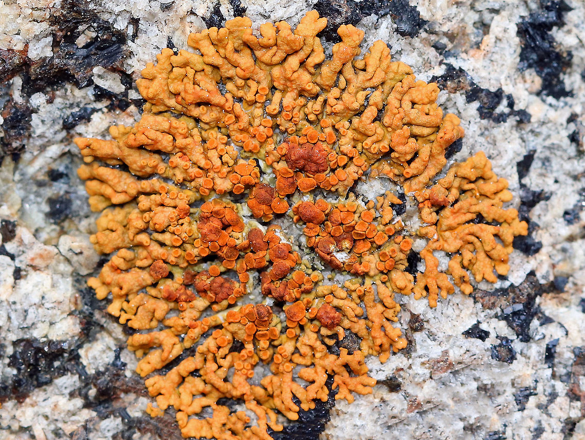 Maritime Sunburst Lichen - Xanthoria parietina Gorgeous orange lichen spotted in the &quot;lichen zone&quot; - the area above the high tide line along the rocky shoreline.<br />
<br />
<figure class="photo"><a href="https://www.jungledragon.com/image/61808/maritime_sunburst_lichen_-_xanthoria_parietina.html" title="Maritime Sunburst Lichen - Xanthoria parietina"><img src="https://s3.amazonaws.com/media.jungledragon.com/images/3232/61808_thumb.jpg?AWSAccessKeyId=05GMT0V3GWVNE7GGM1R2&Expires=1763596810&Signature=RZxeiRnM9sch5sGmEvGc1SLY4KA%3D" width="200" height="142" alt="Maritime Sunburst Lichen - Xanthoria parietina Gorgeous, yellow-orange lichen spotted in the &quot;lichen zone&quot; - the area above the high tide line along the rocky shoreline. <br />
https://www.jungledragon.com/image/61807/maritime_sunburst_lichen_-_xanthoria_parietina.html<br />
https://www.jungledragon.com/image/61810/maritime_sunburst_lichen_-_xanthoria_parietina.html Common orange lichen,Geotagged,Maritime Sunburst Lichen,Spring,United States,Xanthoria parietina,lichen" /></a></figure><br />
<figure class="photo"><a href="https://www.jungledragon.com/image/61810/maritime_sunburst_lichen_-_xanthoria_parietina.html" title="Maritime Sunburst Lichen - Xanthoria parietina"><img src="https://s3.amazonaws.com/media.jungledragon.com/images/3232/61810_thumb.jpg?AWSAccessKeyId=05GMT0V3GWVNE7GGM1R2&Expires=1763596810&Signature=smfyipmep3bHzEg130S2ZUVi0dg%3D" width="200" height="158" alt="Maritime Sunburst Lichen - Xanthoria parietina Gorgeous bright orange lichen spotted in the &quot;lichen zone&quot; - the area above the high tide line along the rocky shoreline. <br />
<br />
https://www.jungledragon.com/image/61807/maritime_sunburst_lichen_-_xanthoria_parietina.html<br />
https://www.jungledragon.com/image/61808/maritime_sunburst_lichen_-_xanthoria_parietina.html Common orange lichen,Geotagged,Maritime Sunburst Lichen,Spring,United States,Xanthoria parietina,lichen,shore lichen" /></a></figure> Common orange lichen,Geotagged,Spring,United States,Xanthoria parietina,common orange lichen,maritime sunburst lichen,shore lichen,yellow scale