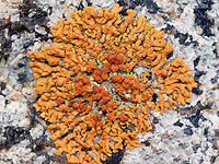 Maritime Sunburst Lichen - Xanthoria parietina Gorgeous orange lichen spotted in the "lichen zone" - the area above the high tide line along the rocky shoreline.<br />
<br />
https://www.jungledragon.com/image/61808/maritime_sunburst_lichen_-_xanthoria_parietina.html<br />
https://www.jungledragon.com/image/61810/maritime_sunburst_lichen_-_xanthoria_parietina.html Common orange lichen,Geotagged,Spring,United States,Xanthoria parietina,common orange lichen,maritime sunburst lichen,shore lichen,yellow scale