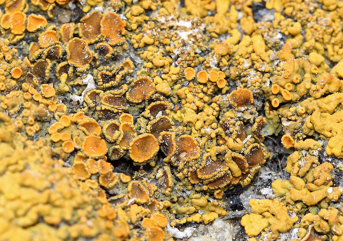 Maritime Sunburst Lichen - Xanthoria parietina Gorgeous, yellow-orange lichen spotted in the &quot;lichen zone&quot; - the area above the high tide line along the rocky shoreline. <br />
<figure class="photo"><a href="https://www.jungledragon.com/image/61807/maritime_sunburst_lichen_-_xanthoria_parietina.html" title="Maritime Sunburst Lichen - Xanthoria parietina"><img src="https://s3.amazonaws.com/media.jungledragon.com/images/3232/61807_thumb.jpg?AWSAccessKeyId=05GMT0V3GWVNE7GGM1R2&Expires=1767225610&Signature=18kZXgRvZfpBEP6KIVYJ7u3IB4k%3D" width="200" height="152" alt="Maritime Sunburst Lichen - Xanthoria parietina Gorgeous orange lichen spotted in the &quot;lichen zone&quot; - the area above the high tide line along the rocky shoreline.<br />
<br />
https://www.jungledragon.com/image/61808/maritime_sunburst_lichen_-_xanthoria_parietina.html<br />
https://www.jungledragon.com/image/61810/maritime_sunburst_lichen_-_xanthoria_parietina.html Common orange lichen,Geotagged,Spring,United States,Xanthoria parietina,common orange lichen,maritime sunburst lichen,shore lichen,yellow scale" /></a></figure><br />
<figure class="photo"><a href="https://www.jungledragon.com/image/61810/maritime_sunburst_lichen_-_xanthoria_parietina.html" title="Maritime Sunburst Lichen - Xanthoria parietina"><img src="https://s3.amazonaws.com/media.jungledragon.com/images/3232/61810_thumb.jpg?AWSAccessKeyId=05GMT0V3GWVNE7GGM1R2&Expires=1767225610&Signature=xlQePVjsv%2FzE1%2FSIQGvKzvhD3C8%3D" width="200" height="158" alt="Maritime Sunburst Lichen - Xanthoria parietina Gorgeous bright orange lichen spotted in the &quot;lichen zone&quot; - the area above the high tide line along the rocky shoreline. <br />
<br />
https://www.jungledragon.com/image/61807/maritime_sunburst_lichen_-_xanthoria_parietina.html<br />
https://www.jungledragon.com/image/61808/maritime_sunburst_lichen_-_xanthoria_parietina.html Common orange lichen,Geotagged,Maritime Sunburst Lichen,Spring,United States,Xanthoria parietina,lichen,shore lichen" /></a></figure> Common orange lichen,Geotagged,Maritime Sunburst Lichen,Spring,United States,Xanthoria parietina,lichen