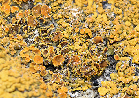 Maritime Sunburst Lichen - Xanthoria parietina Gorgeous, yellow-orange lichen spotted in the "lichen zone" - the area above the high tide line along the rocky shoreline. 
https://www.jungledragon.com/image/61807/maritime_sunburst_lichen_-_xanthoria_parietina.html
https://www.jungledragon.com/image/61810/maritime_sunburst_lichen_-_xanthoria_parietina.html Common orange lichen,Geotagged,Maritime Sunburst Lichen,Spring,United States,Xanthoria parietina,lichen