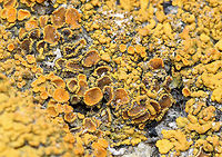 Maritime Sunburst Lichen - Xanthoria parietina Gorgeous, yellow-orange lichen spotted in the "lichen zone" - the area above the high tide line along the rocky shoreline. <br />
https://www.jungledragon.com/image/61807/maritime_sunburst_lichen_-_xanthoria_parietina.html<br />
https://www.jungledragon.com/image/61810/maritime_sunburst_lichen_-_xanthoria_parietina.html Common orange lichen,Geotagged,Maritime Sunburst Lichen,Spring,United States,Xanthoria parietina,lichen
