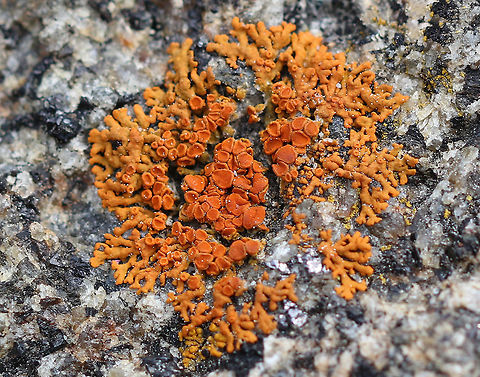 Maritime Sunburst Lichen - Xanthoria parietina Gorgeous bright orange lichen spotted in the "lichen zone" - the area above the high tide line along the rocky shoreline. 

https://www.jungledragon.com/image/61807/maritime_sunburst_lichen_-_xanthoria_parietina.html
https://www.jungledragon.com/image/61808/maritime_sunburst_lichen_-_xanthoria_parietina.html Common orange lichen,Geotagged,Maritime Sunburst Lichen,Spring,United States,Xanthoria parietina,lichen,shore lichen