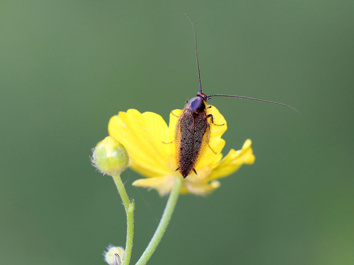 Ectobius lapponicus, Male Approximately 15 mm long, dark brown, and fully winged (male).  I spotted this cockroach in a meadow along the edge of a coniferous forest. Blattodea,Dusky cockroach,Ectobiidae,Ectobius,Ectobius lapponicus,Geotagged,Spring,United States,cockroach,insect,wood cockroach