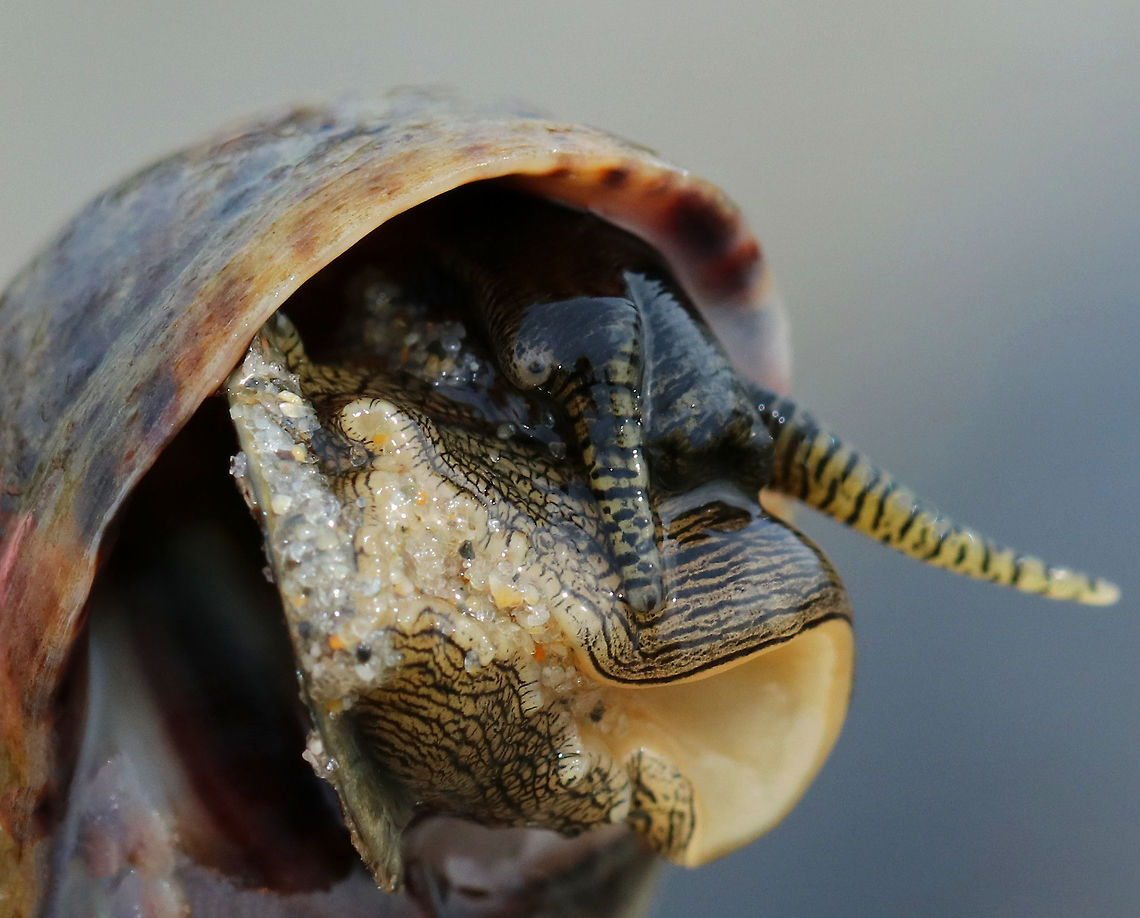 Common Periwinkle - Littorina littorea A common winkle along the Maine coast. I found lots of them along the coast during low tide.<br />
<br />
It had a blunt spire, pale columella, and was about 25 mm long.<br />
<br />
Periwinkles are vegetarians and can withstand long periods of time without food or water. Common periwinkle,Geotagged,Littorina littorea,Spring,United States