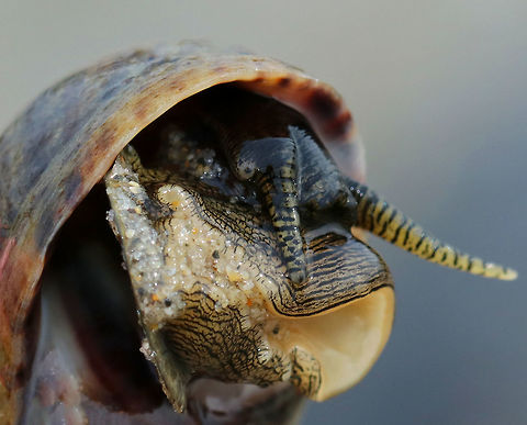 Common Periwinkle - Littorina littorea A common winkle along the Maine coast. I found lots of them along the coast during low tide.

It had a blunt spire, pale columella, and was about 25 mm long.

Periwinkles are vegetarians and can withstand long periods of time without food or water. Common periwinkle,Geotagged,Littorina littorea,Spring,United States