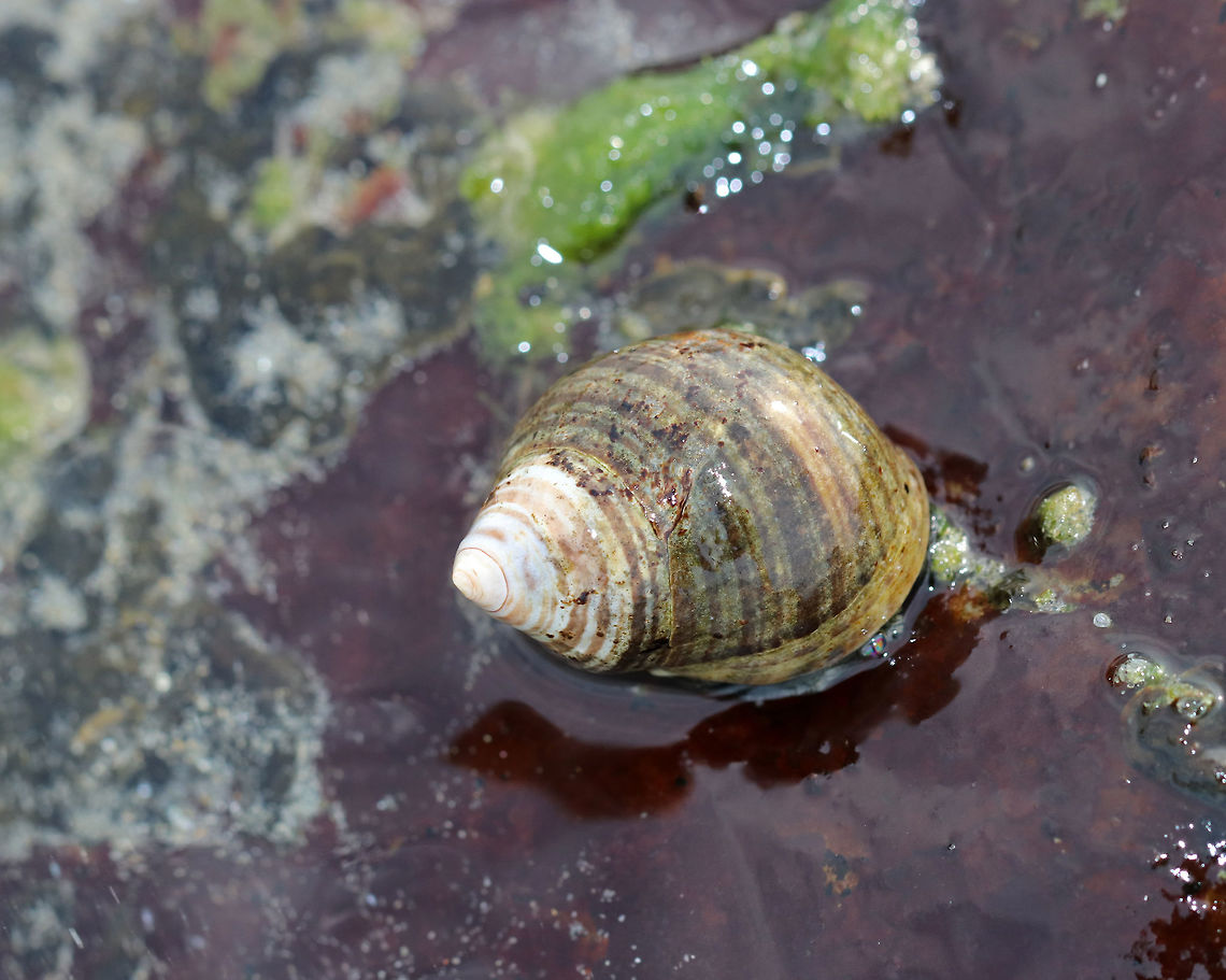 Common Periwinkle - Littorina littorea A common winkle along the Maine coast. I found lots of them along the coast during low tide.<br />
<br />
 It had a blunt spire, pale columella, and was about 25 mm long.<br />
<br />
 Periwinkles are vegetarians and can withstand long periods of time without food or water.  Common Periwinkle,Common periwinkle,Geotagged,Littorina littorea,Spring,United States,littorina,periwinkle,winkle