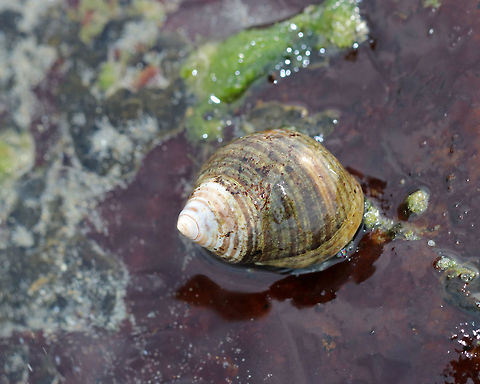 Common Periwinkle - Littorina littorea A common winkle along the Maine coast. I found lots of them along the coast during low tide.

 It had a blunt spire, pale columella, and was about 25 mm long.

 Periwinkles are vegetarians and can withstand long periods of time without food or water.  Common Periwinkle,Common periwinkle,Geotagged,Littorina littorea,Spring,United States,littorina,periwinkle,winkle